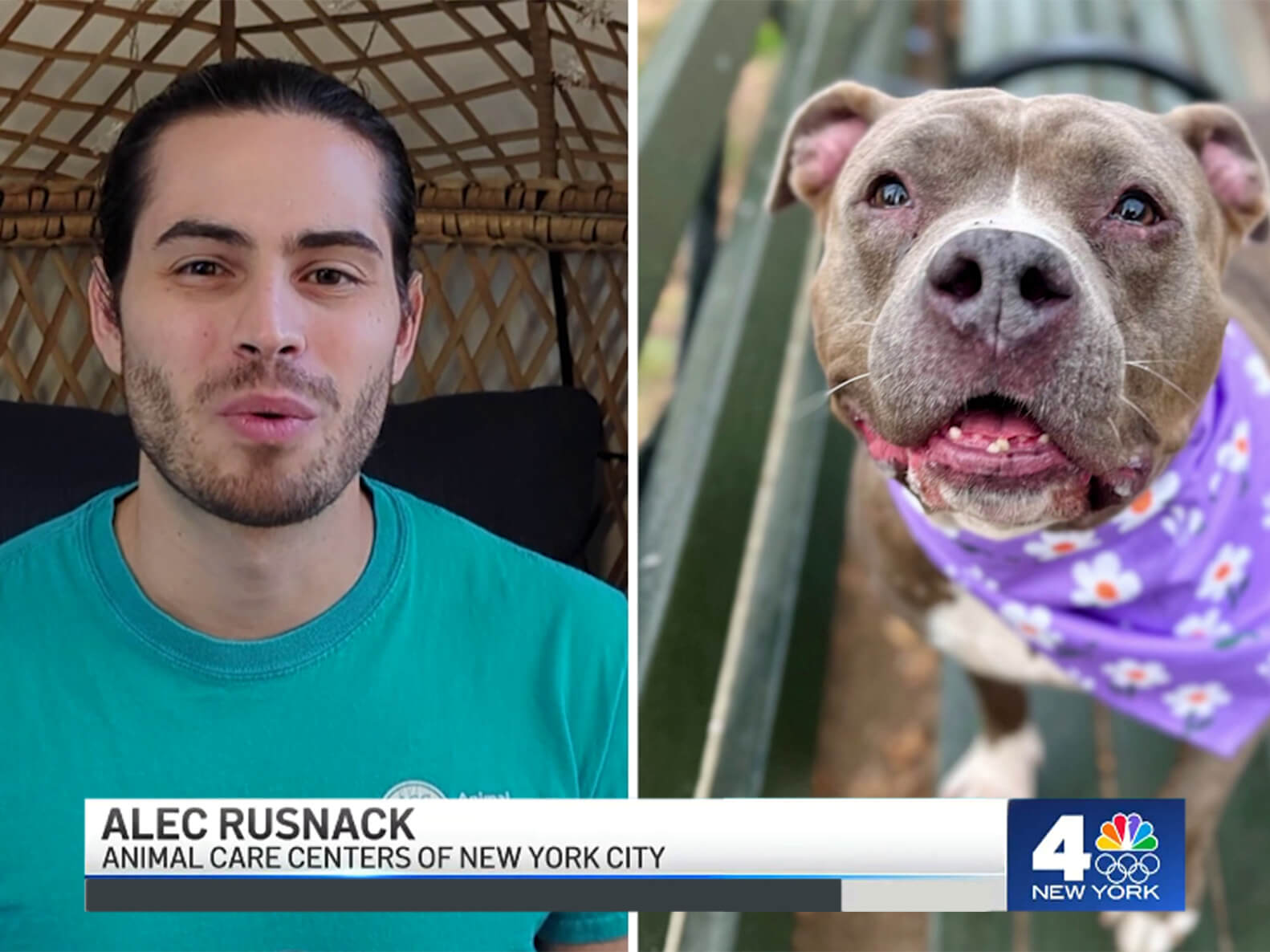ACC on NBC Animal Care Centers of NYC