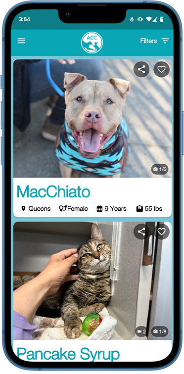 This image shows a dog and a cat to display what the app home screen looks like.